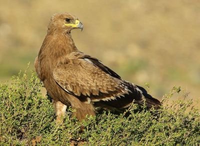 _A.Audevard Mongolie : Aigle des Steppes