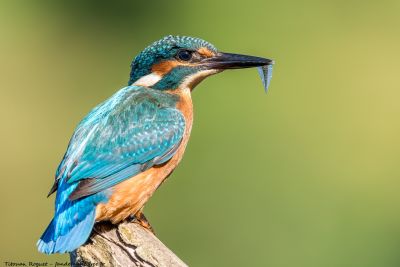 Titouan Roguet Martin Pêcheur d'Europe
