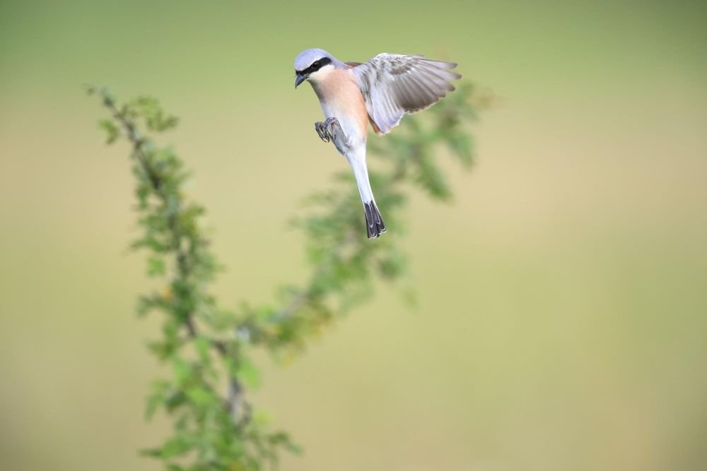 Nos destinations Ornithologiques