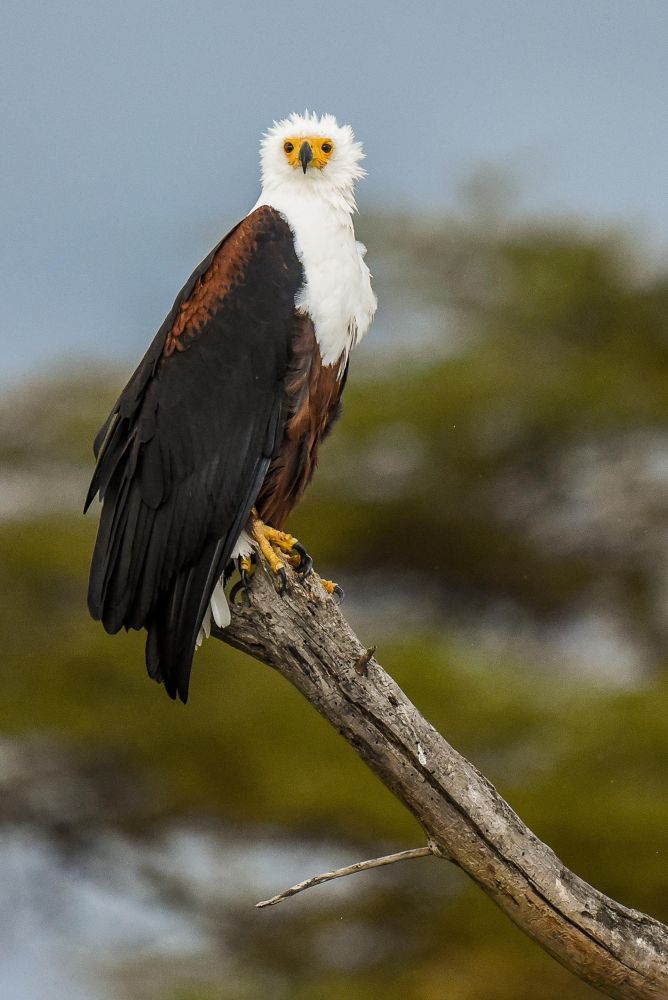 Séjour ornithologique
