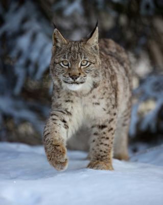 Lynx Boréal
