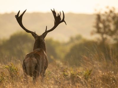 Observation animalière