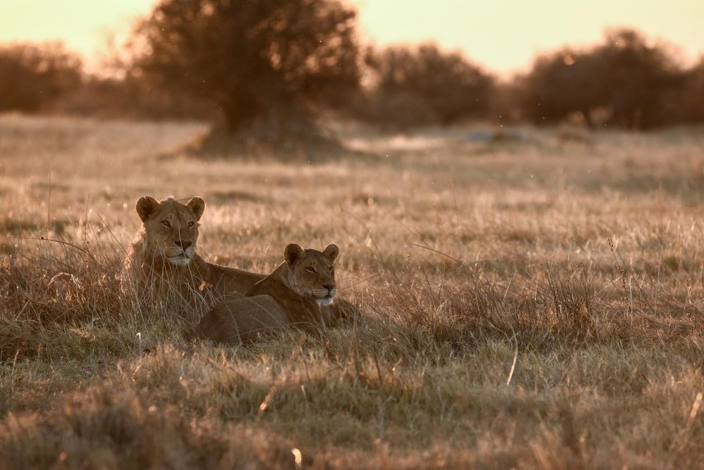 Nos Destinations Safari