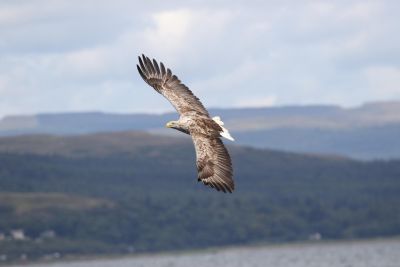 Jours 1 à Jour 6 : île de Mull
