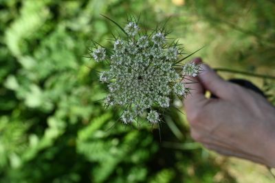 Jour 3 – Herbier, cuisine et transmission des savoirs