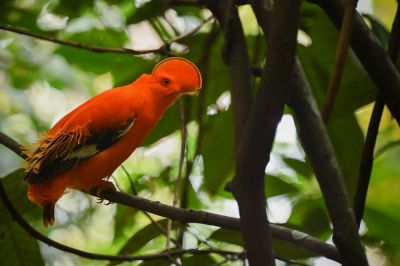 J3: Coq-de-Roche péruvien et oiseaux du Choco