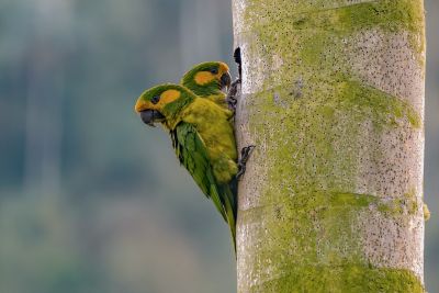 J5: Conures à joue d'or et palmiers à cire