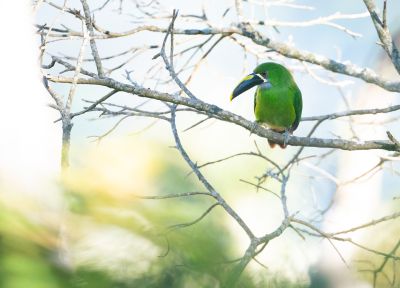 J6 et J7: Les oiseaux de Tatamá et Montezuma