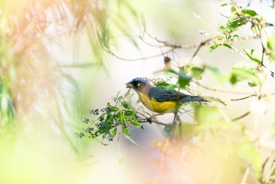 J10: Les oiseaux de Camarones et ses environs