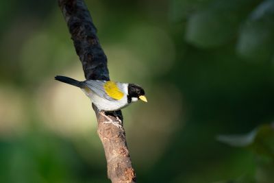 J11: Riohacha - Minca - Reserva el Dorado