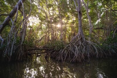J12: Les oiseaux de El Dorado et San Lorenzo