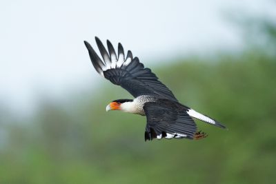 J13: El Dorado - Isla Salamanca - Barranquilla