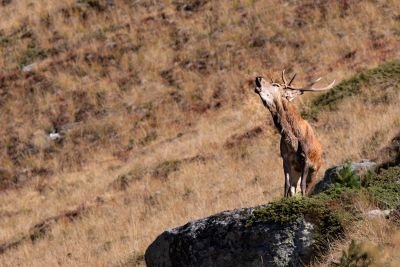 Jour 3 : Observation et écoute