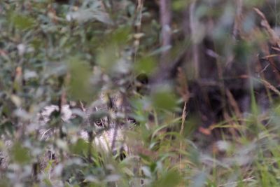 Jour 7 : Affût de proximité