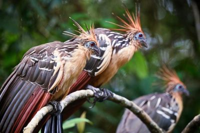 J7 à J10: San José del Guaviare et ses environs