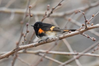 Paruline flamboyante