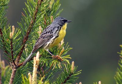 Paruline de Kirtland