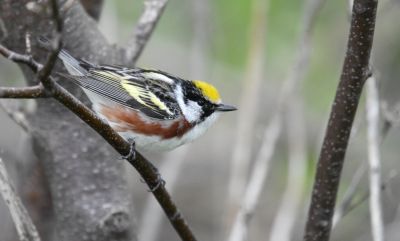 Paruline à flanc marron