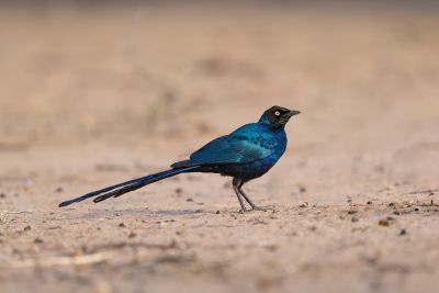 J3 - En chemin vers le Sine Saloum.