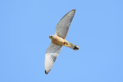 J4 - A la découverte du Sine Saloum.