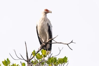 J5 : De Kaolack à Touba, entre Turnix et Vautours...