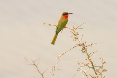 J8 : Moyenne vallée du Sénégal.