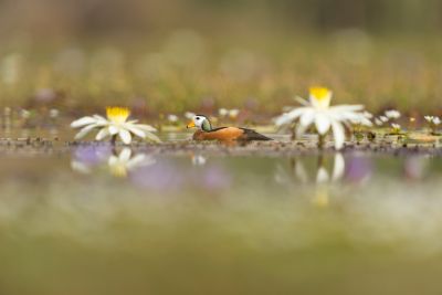 J11 : Parc national des oiseaux du Djoudj.
