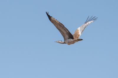 Jour 12: Du Djoudj au Gandiolais par la basse vallée du Sénégal