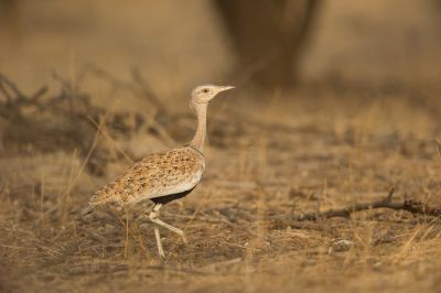 J13 : Gandiolais, des lagons littoraux aux secrets de l’arrière-pays.