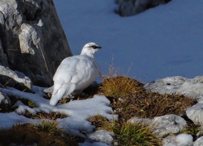 Lagopède alpin