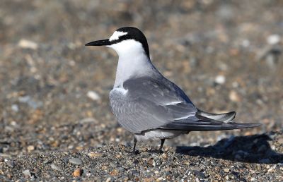 Sterne des Aléoutiennes