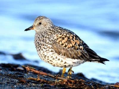 Bécasseau du ressac