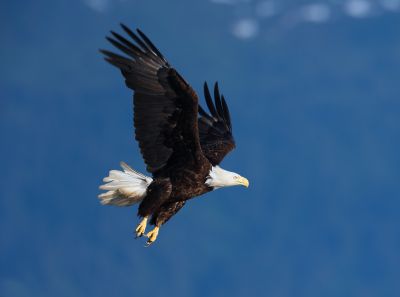 Pygargue à tête blanche