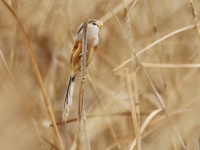 Paradoxornis du Yangtsé
