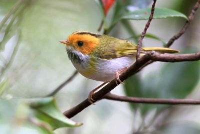 Bouscarle à moustaches
