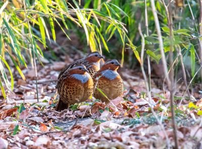 Bambusicole de Chine