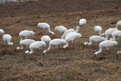 Jours 13 à 15 : Po Yang Hu et environs