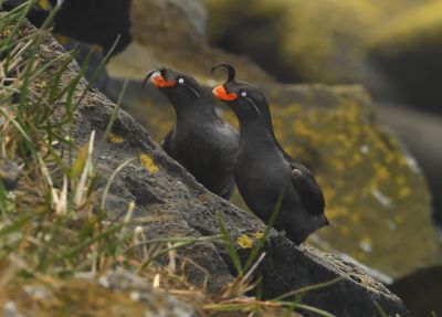 Starique cristatelle