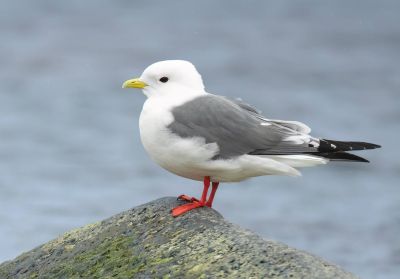 Mouette des brumes