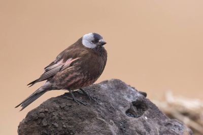 Roselin à tête grise