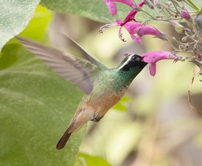 Colibri Xantus