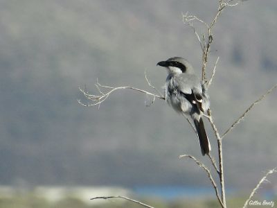 Pie grièche méridionale des Canaries