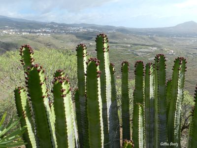 Euphorbe des Canaries