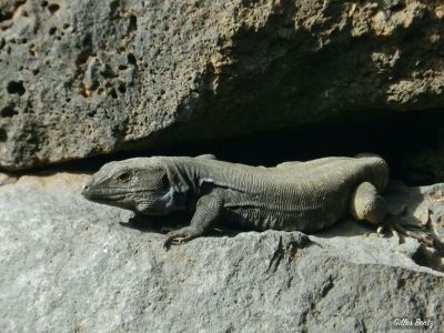 Lézard de Tenerife