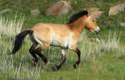© Aurélien Audevard - Cheval de Przealski Cheval de Przealski