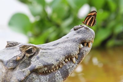 © Laurent Cocherel - Jour 1: Départ de France pour Cuiaba Jour 1: Départ de France pour Cuiaba
