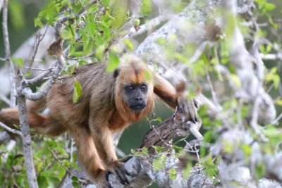 Jours 5 et 6:  Pousada Piuval Jours 5 et 6:  Pousada Piuval