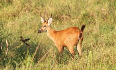 Jours 7 à 9: La région de Porto Jofre Jours 7 à 9: La région de Porto Jofre
