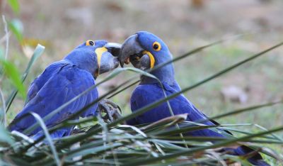 Jours 10 et 11: Fazenda Pouso Alegre Jours 10 et 11: Fazenda Pouso Alegre