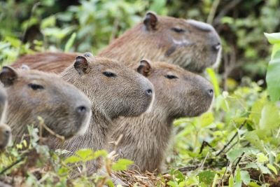 © Laurent Cocherel - Jour12: Retour vers Cuiba et vol de nuit Jour12: Retour vers Cuiba et vol de nuit